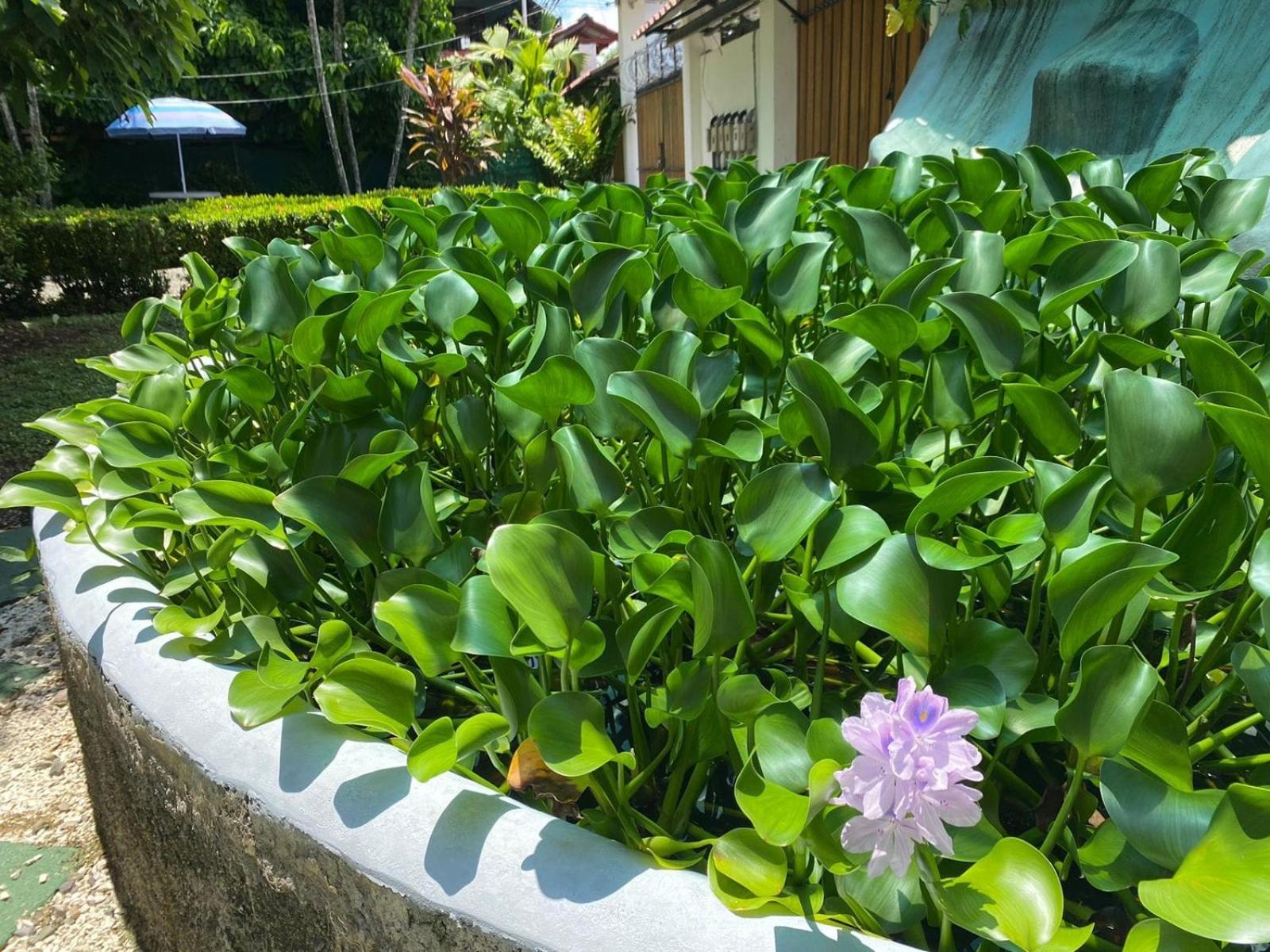 Hospedaje เกโปส ภายนอก รูปภาพ